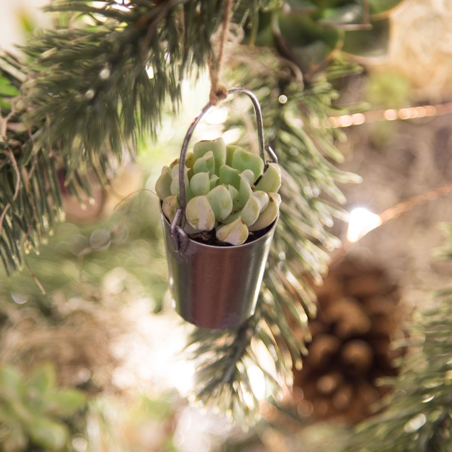 hang succulents on your christmas tree as ornaments