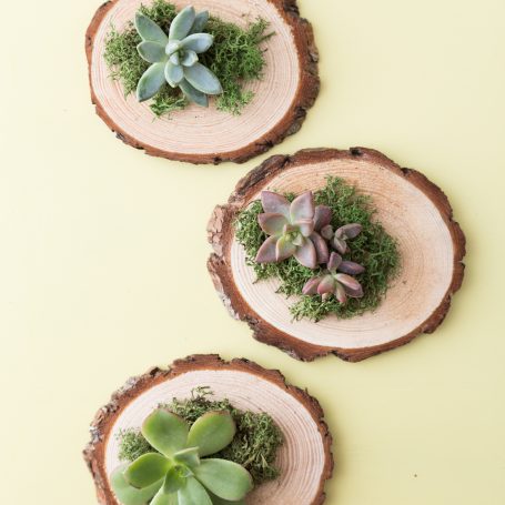 succulent party favor wood