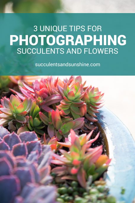 succulent photos flowers tips