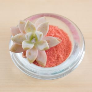 pink succulent cutting in red orange sand glass votive