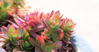 succulent planter flowers photo tips crassulas