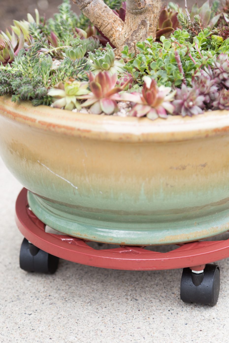 succulent planter trolley