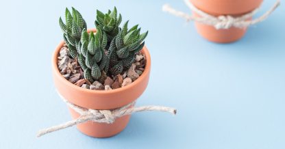 succulent potted wedding favors