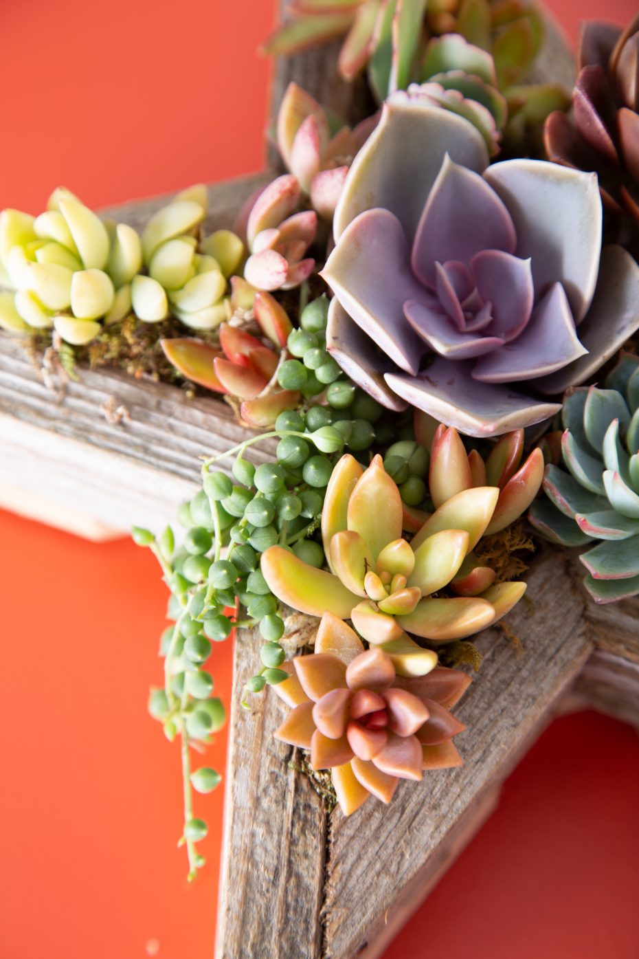 succulent star planter sell succulent arrangements