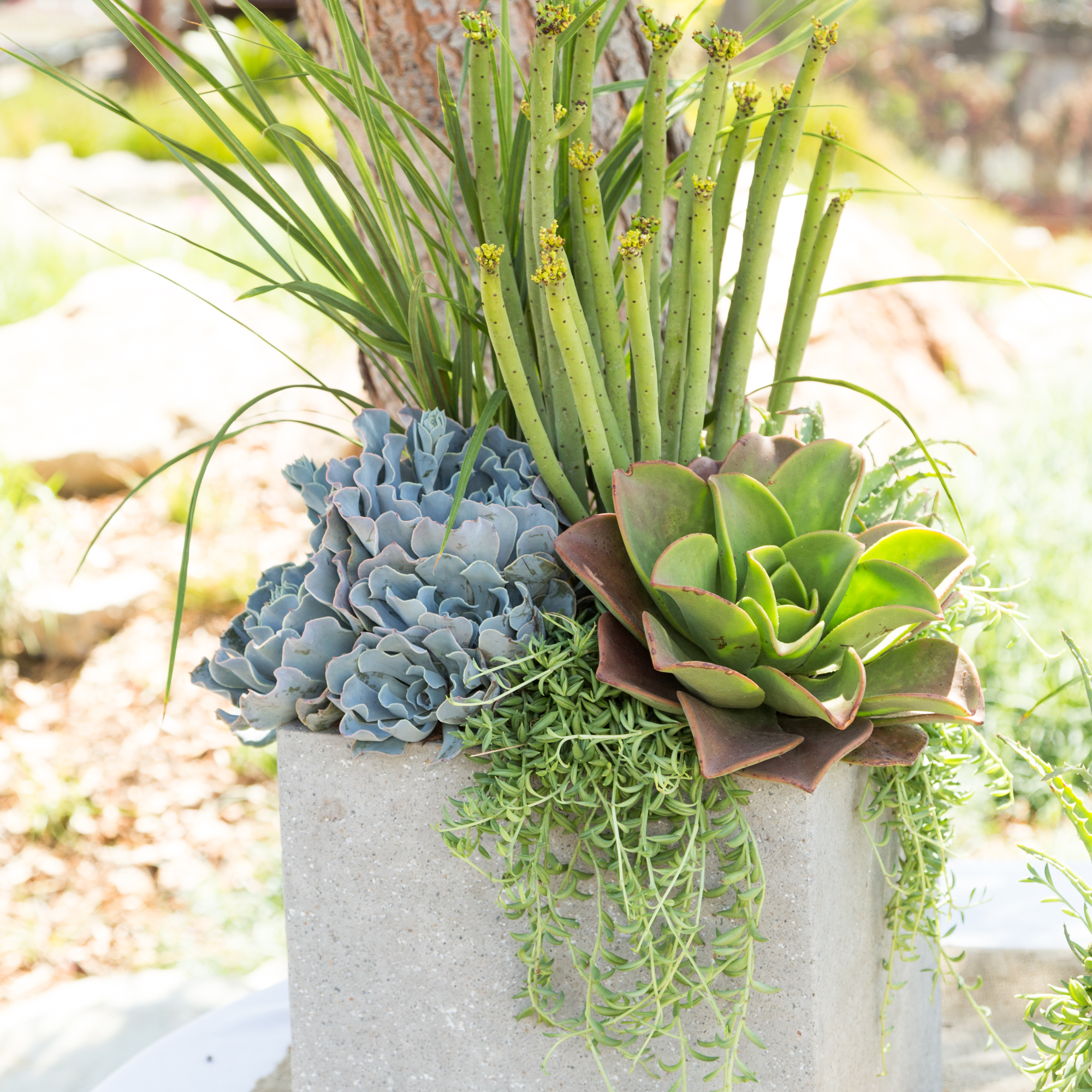 succulent table decor