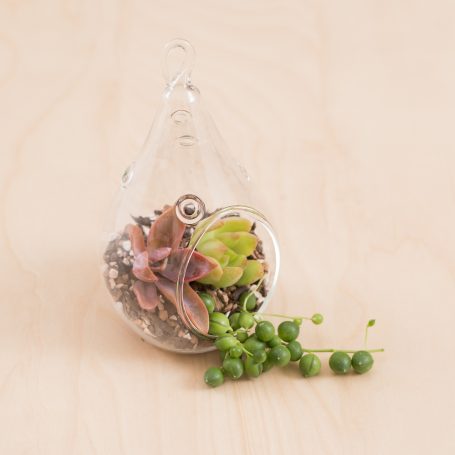 succulent terrarium colorful