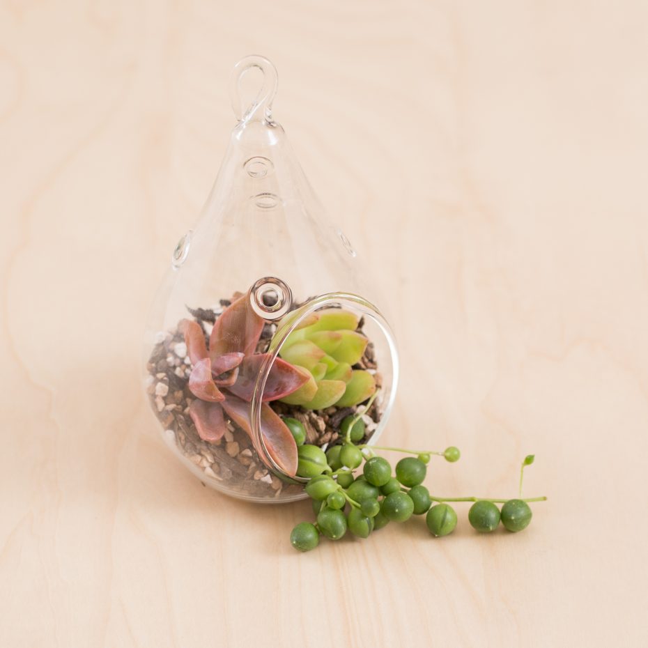 succulent terrarium colorful