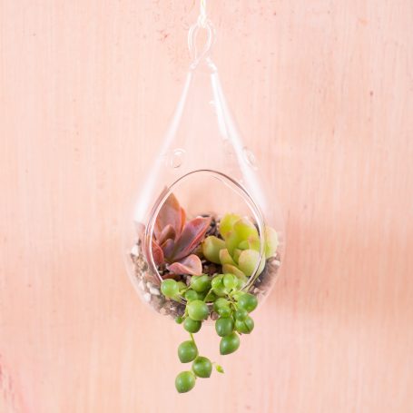 graptoveria sedum string of pearls senecio succulent terrarium