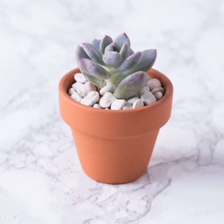 succulent tiny terra cotta pot