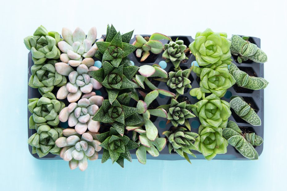 succulent tray