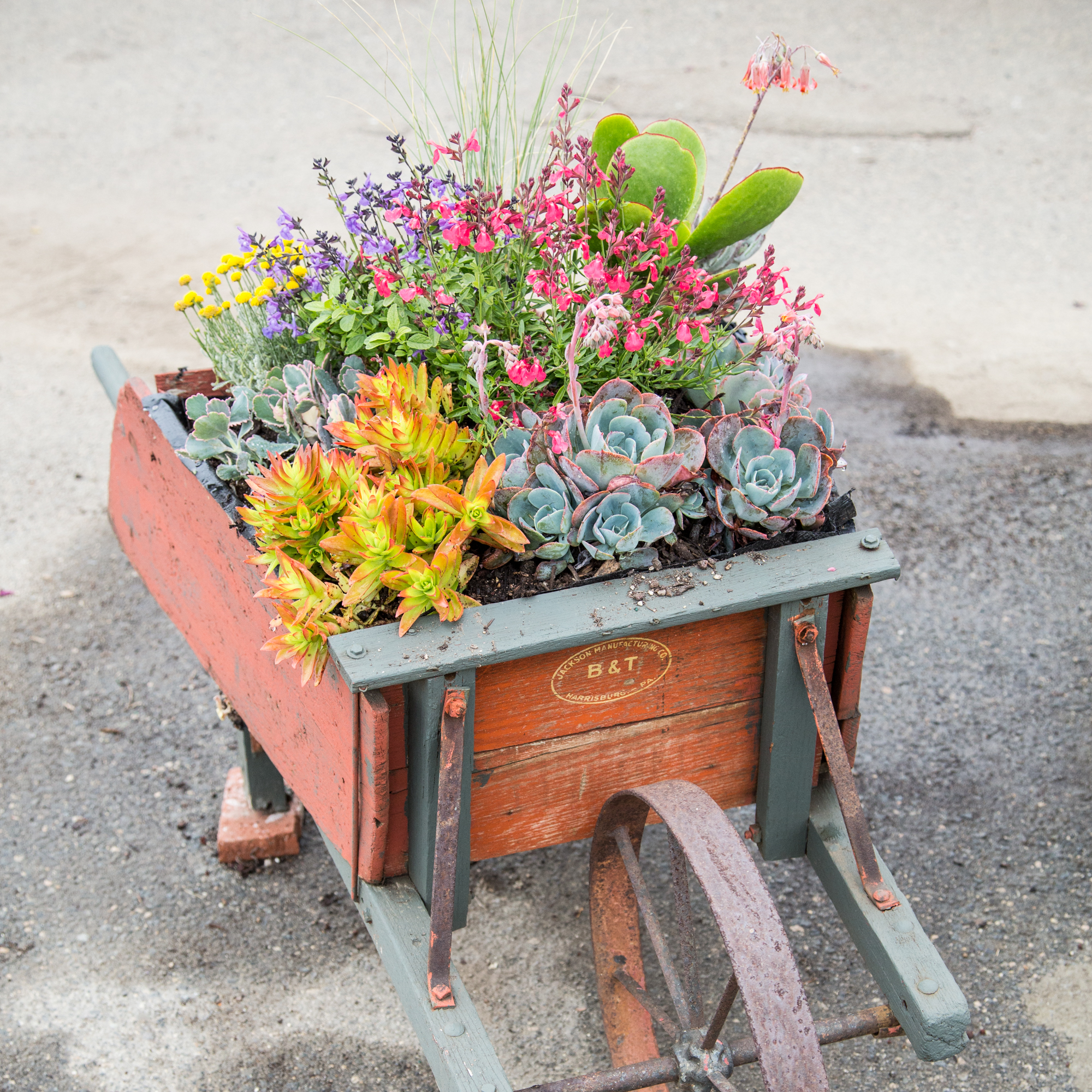 succulent wheelbarrow