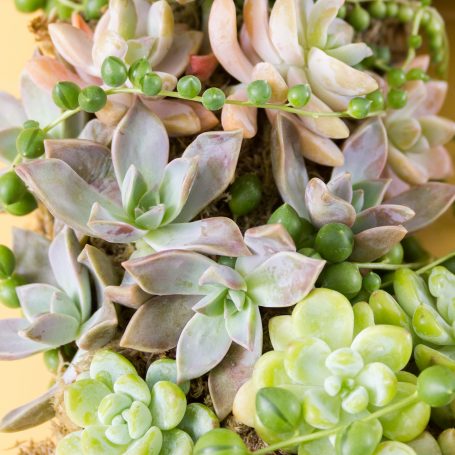 succulent wreath detail