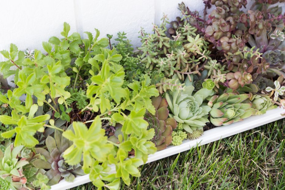 thriving cold hardy sedums sempervivums post-fertilizer