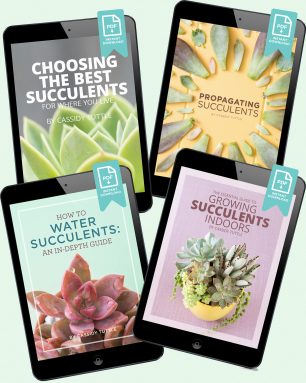 succulents and sunshine ebooks