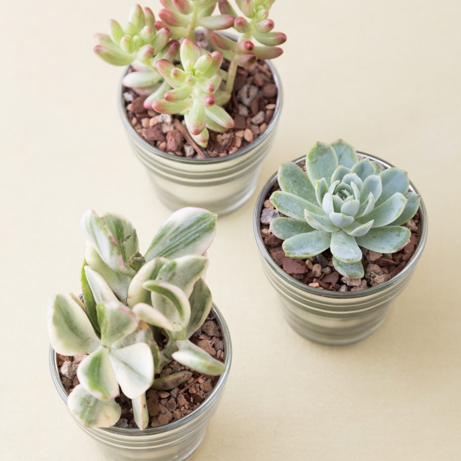 succulents glass votive party favor