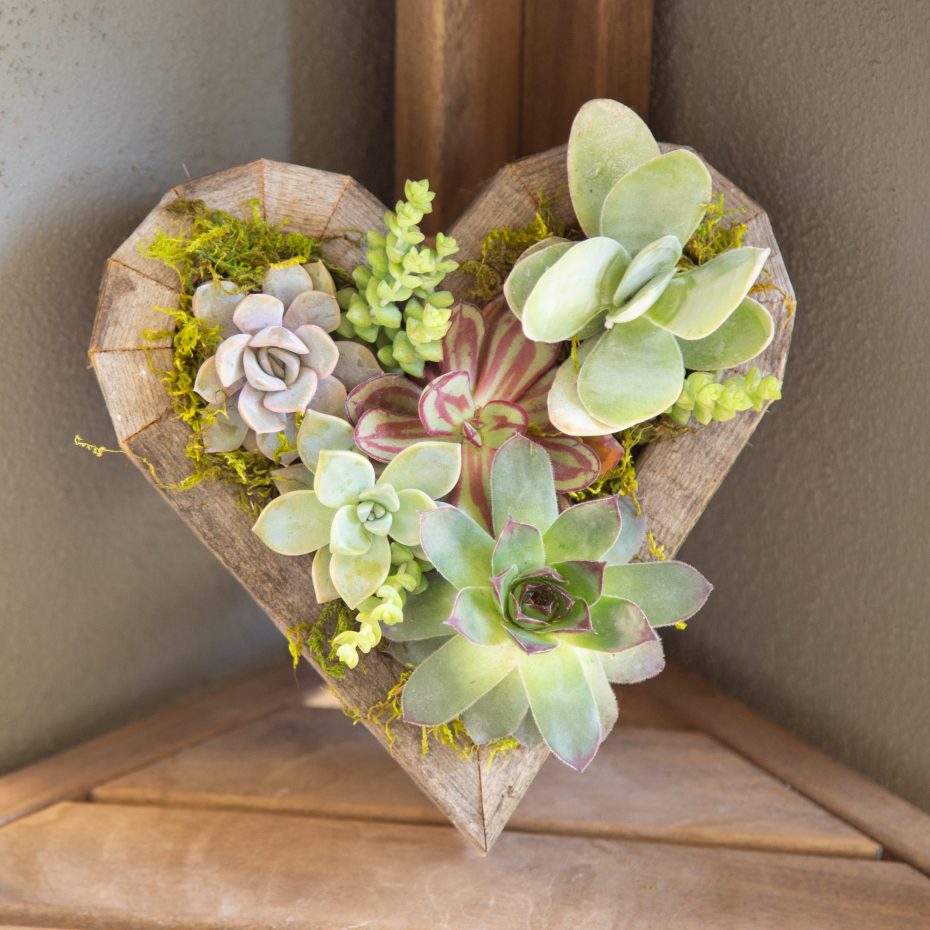 wooden planter box succulents soil echeverias kalanchoe sempervivum planter