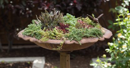 bird bath filled with sedums sempervivums succulents planter