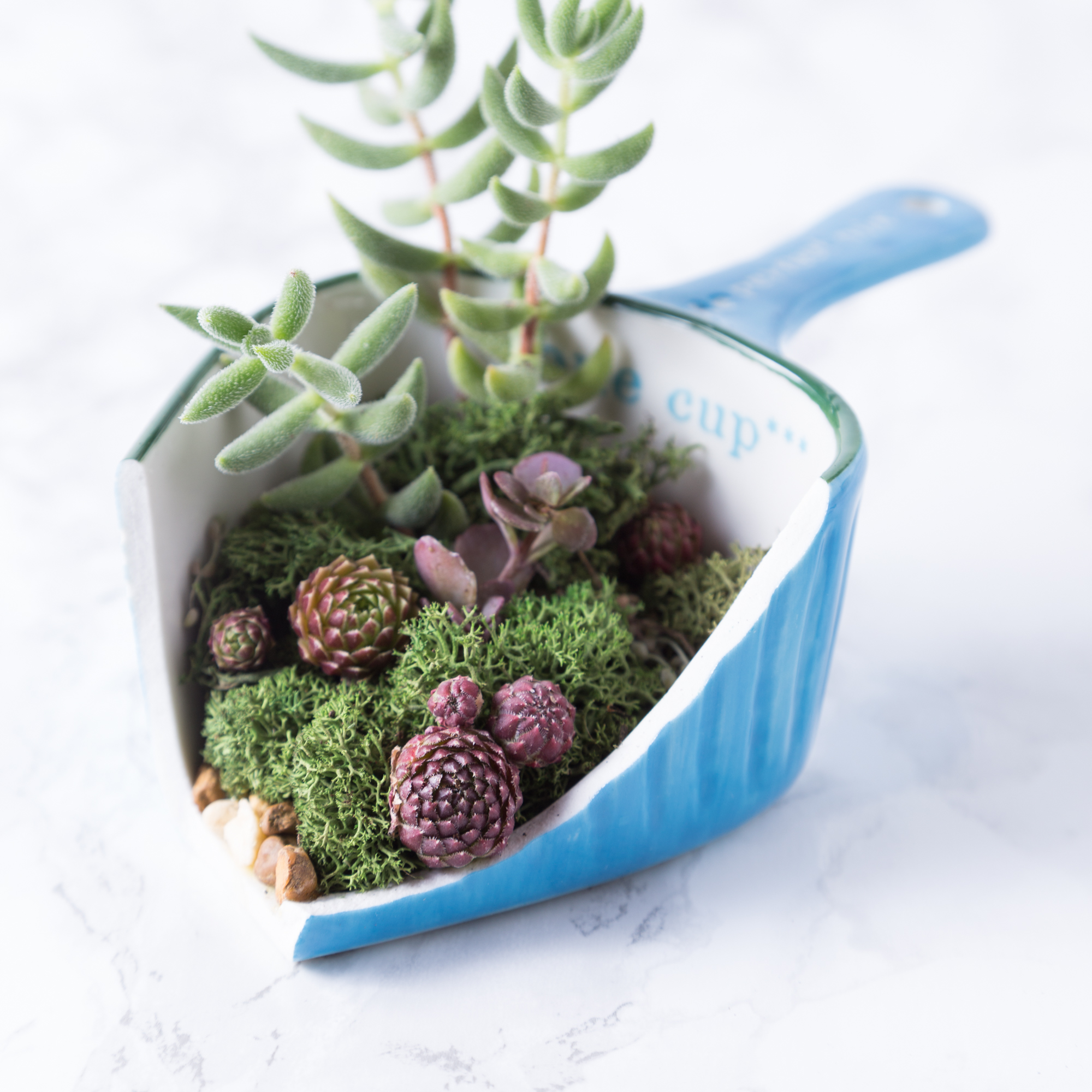 succulents in broken measuring cup