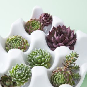 sempervivum sedum in egg tray easter decoration