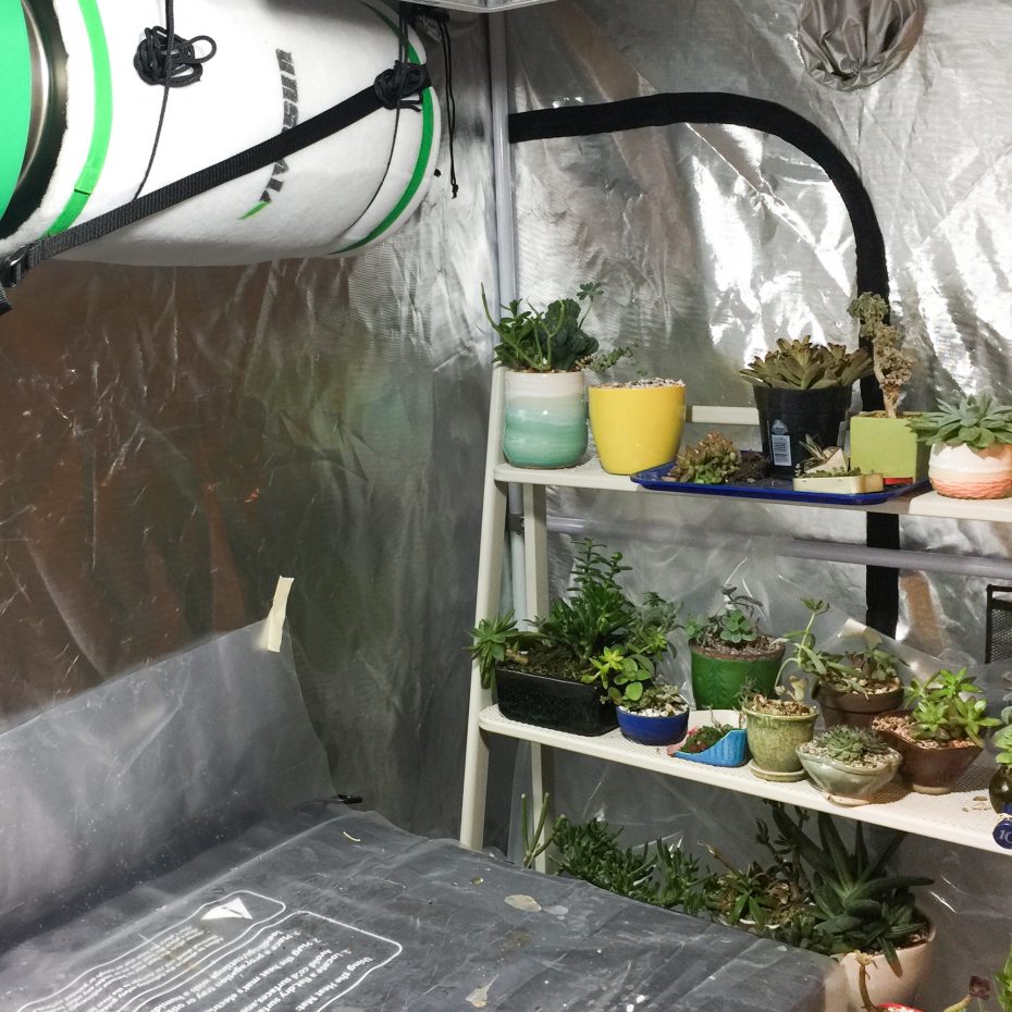 succulents in grow tent air filter