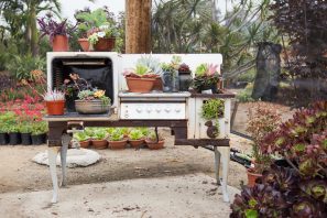 succulents in old stove