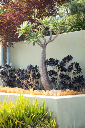 succulents in retaining wall