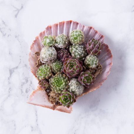 succulents in sea shell