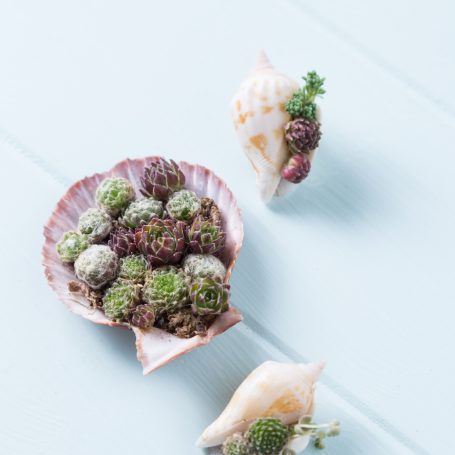 succulents in sea shells