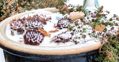 succulents under snow sempervivums sedums potted zone 5 utah