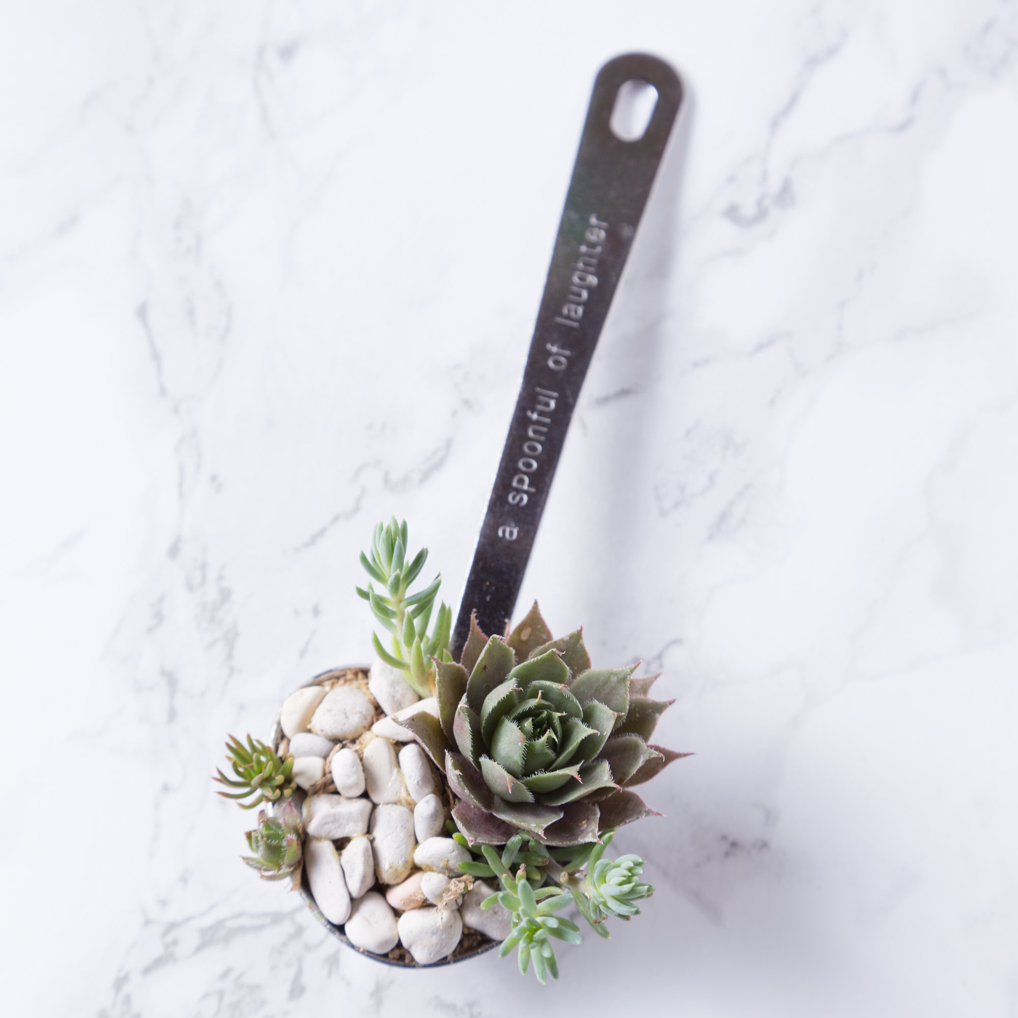 succulents in tablespoon