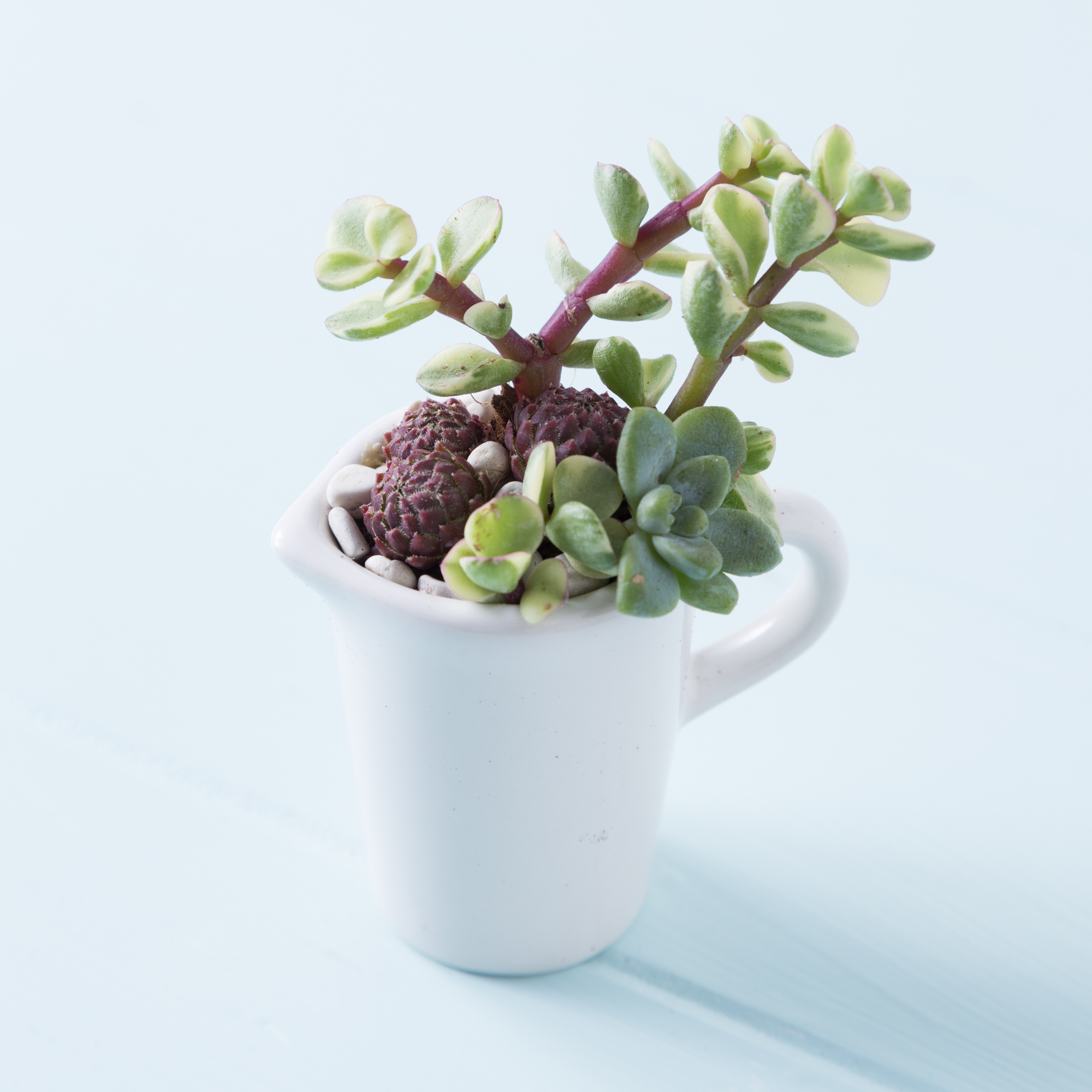 succulents in tiny pitcher