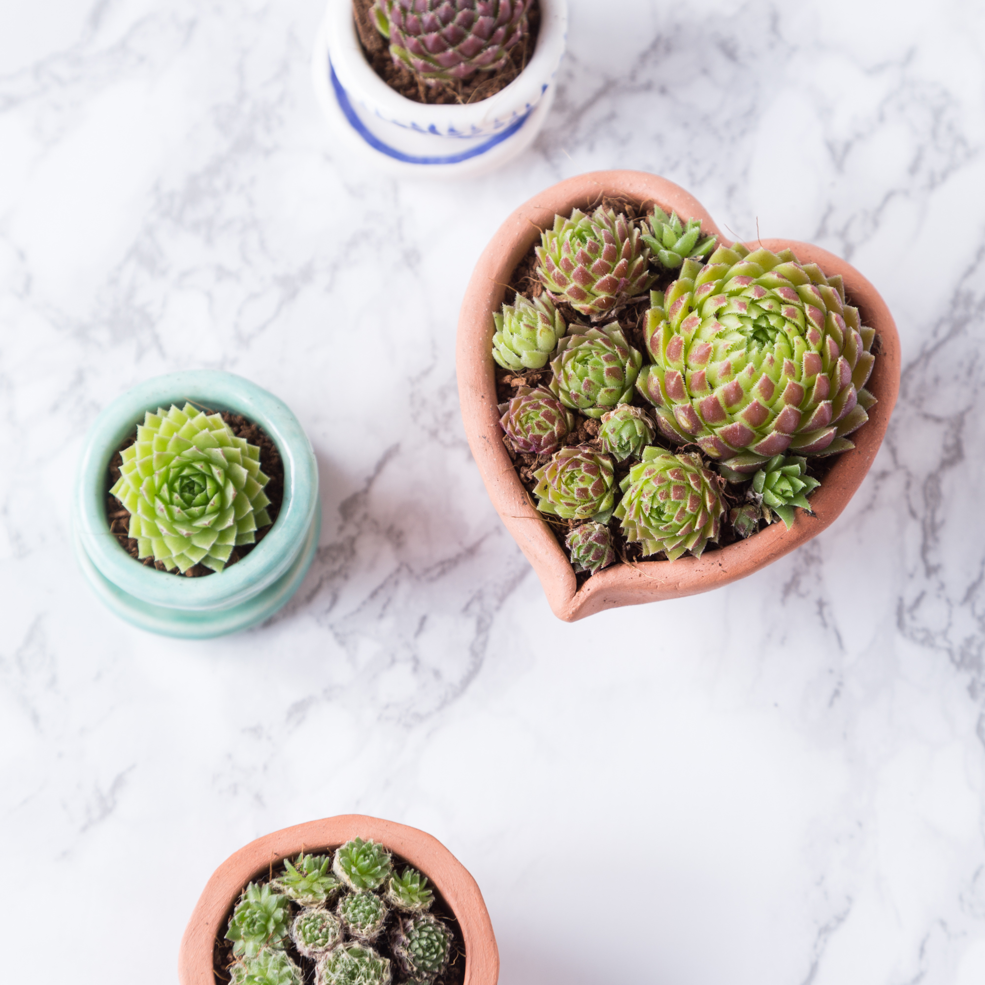 succulents in tiny pots