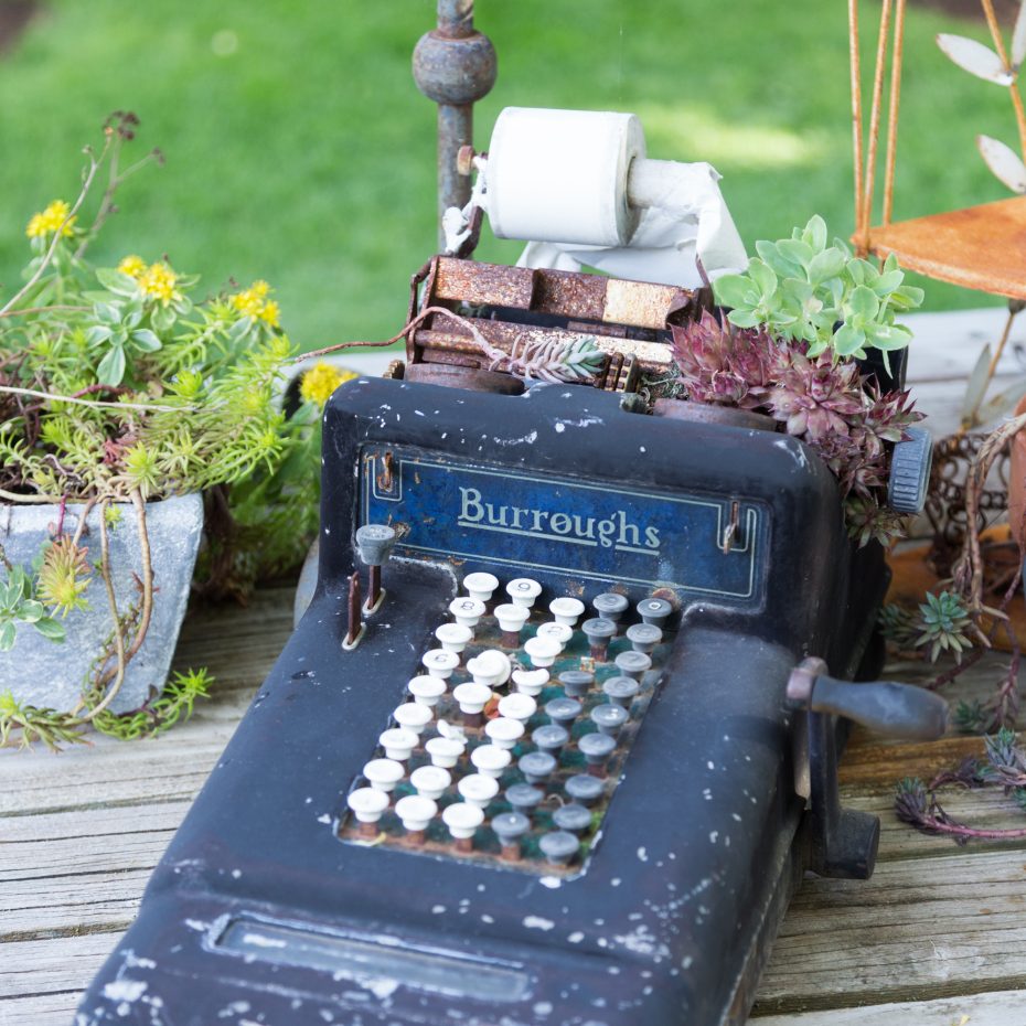 succulents in typewriter