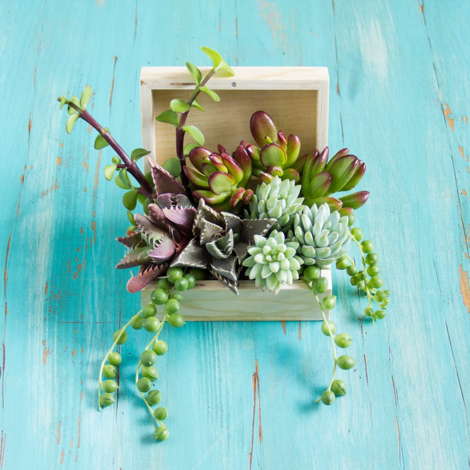 crassula faucari tigrina sedum morganianum portulacaria afra arrangement in wooden box