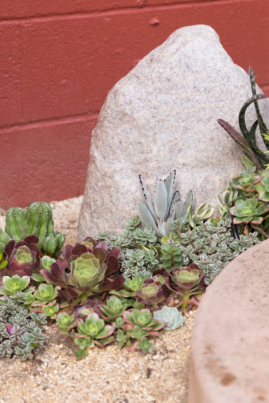 aeoniums sedums kalanchoe planted near rock california succulent garden