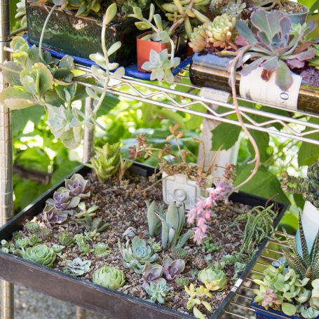 succulents planted well draining soil metal shelf