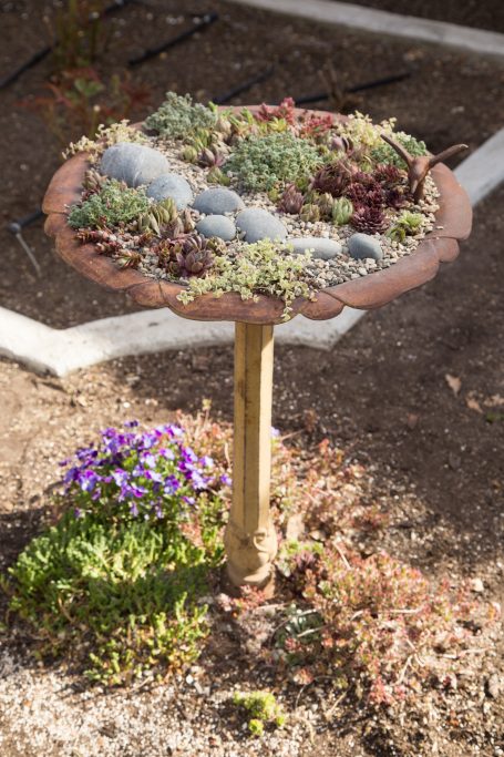 bird bath planter sempervivums sedums cold hardy