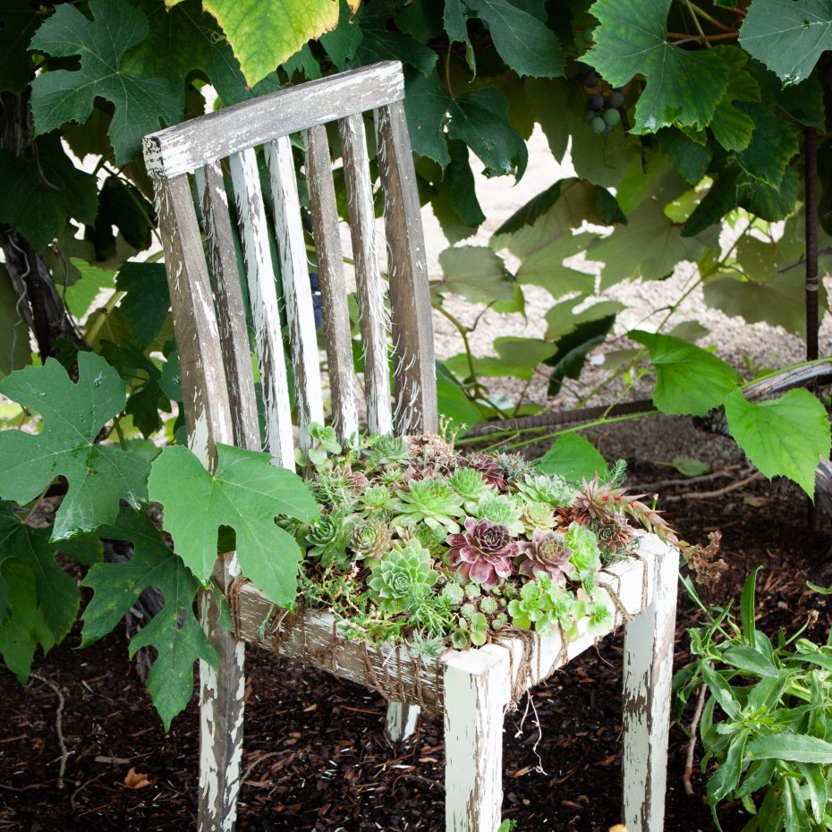 succulents planted in chair cold hardy