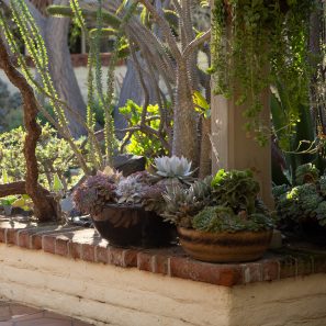 succulents planter cacti sherman gardens