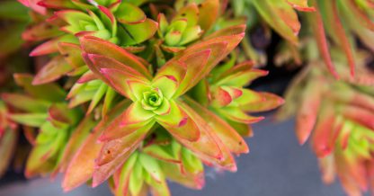 why succulents are one of the seven deadly sins