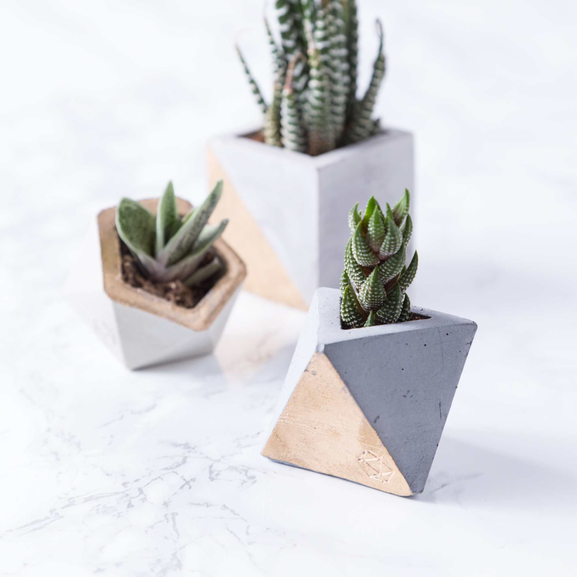 succulents small concrete pots