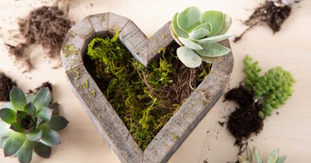 planting succulents moss soil heart wooden box