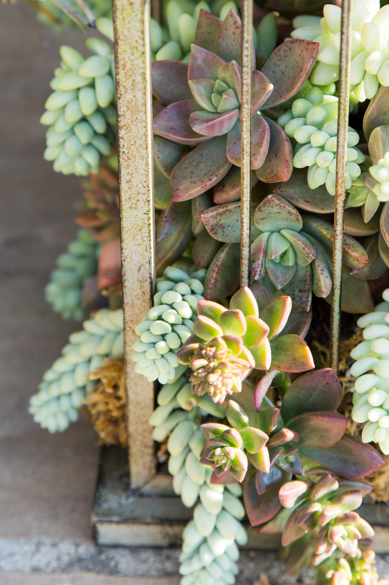 succulents spilling out of birdcage