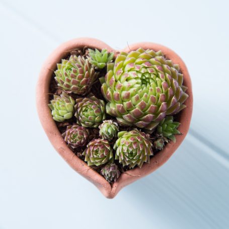 succulents tiny heart pot