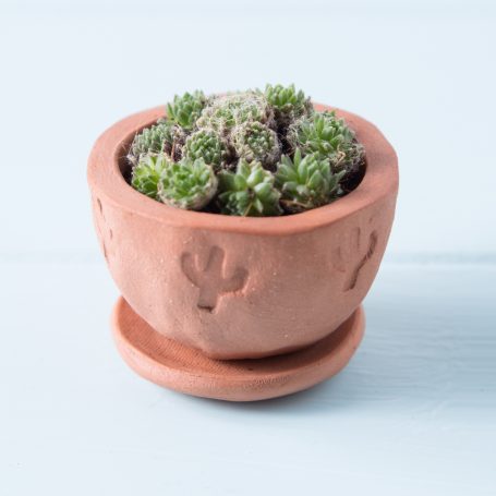 succulents tiny terra cotta pot