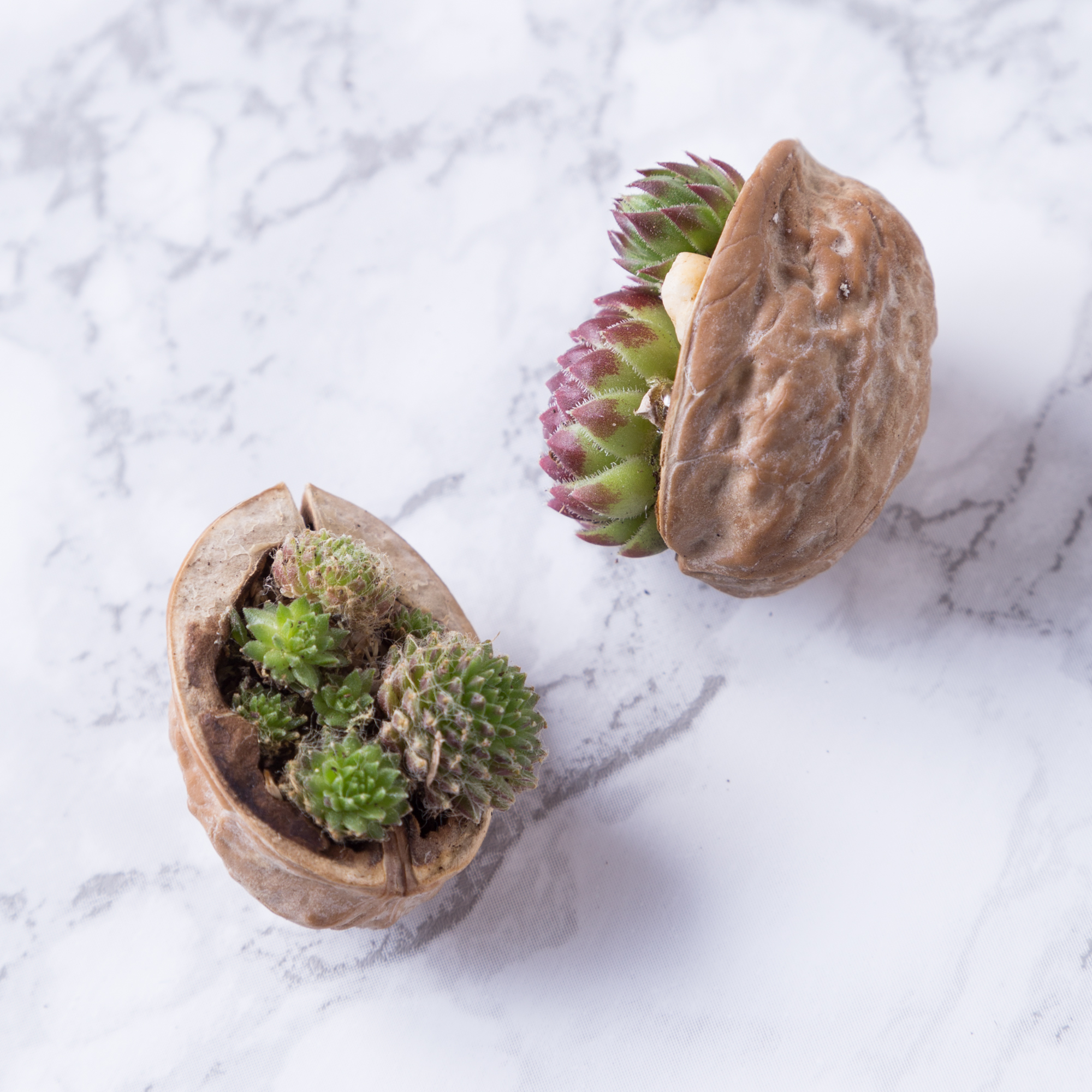 succulents walnut shells