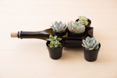 succulents wine bottle