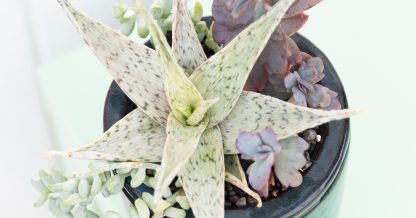 summer succulent care tips