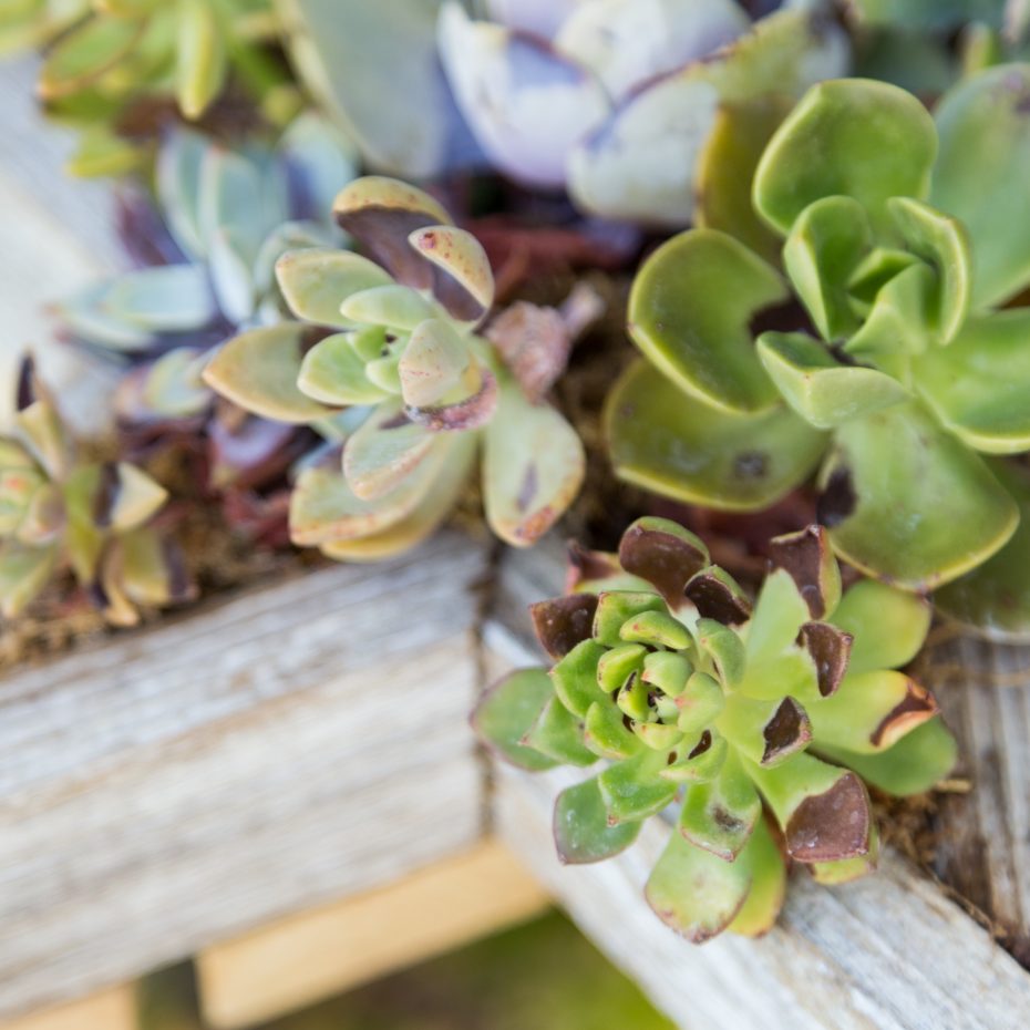 echeverias sedum burned heat