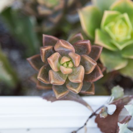 sedum bronze color due to too much heat